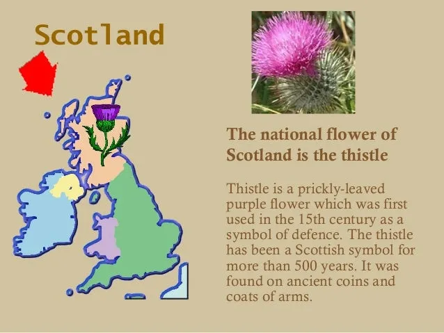 Cairn Elegant Thistle Earrings