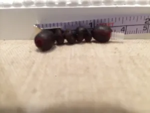 Extender 1.5 Inch Unpolished Raw Cherry Baltic Amber necklace or bracelet