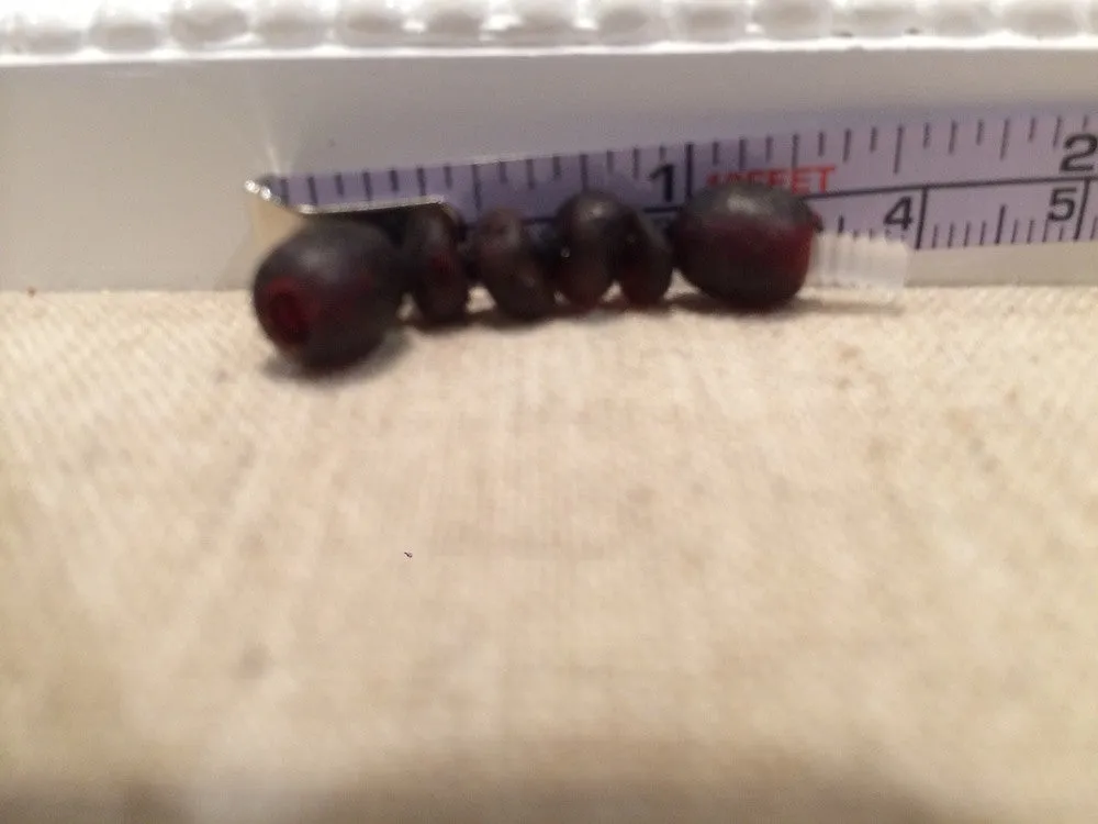 Extender 1.5 Inch Unpolished Raw Cherry Baltic Amber necklace or bracelet